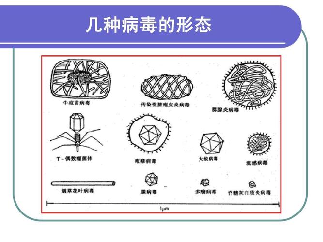 几种病毒的形态