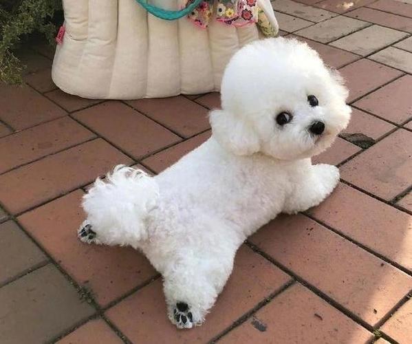 比熊犬有这几个现象说明它日子过得幸福