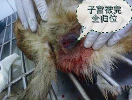 养狗百科 普通病 外科病 >浏览医文    首先,是要将脱出的子宫进行