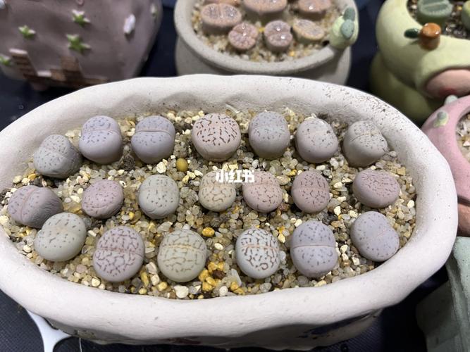 生石花_生石花_饼干_拿铁咖啡_家居家装_家居装饰_花艺