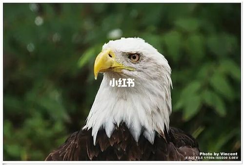 代表美国的动物 白头鹰_白头_摄影_摄影日常_资讯