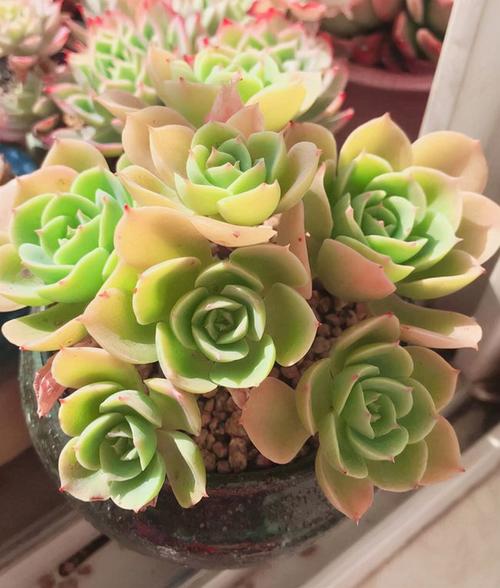 一颗想扔掉的柠檬玫瑰没想到一年后会这么美艳动人