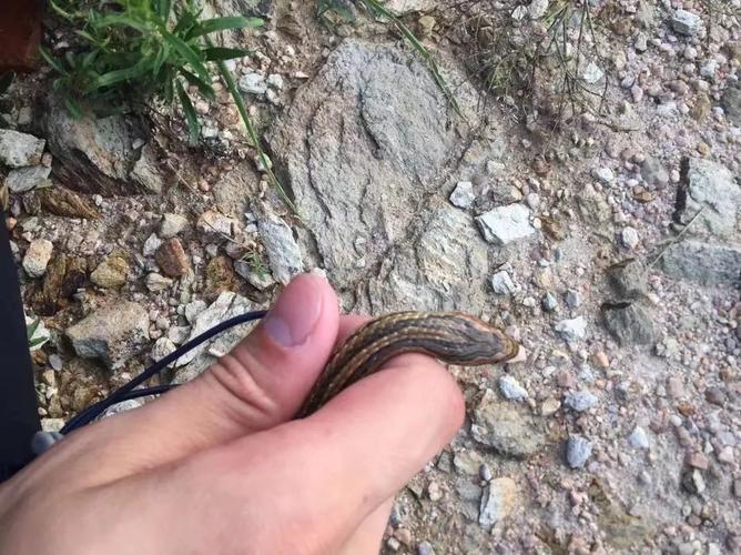 寄生虫小王子——红纹滞卵蛇