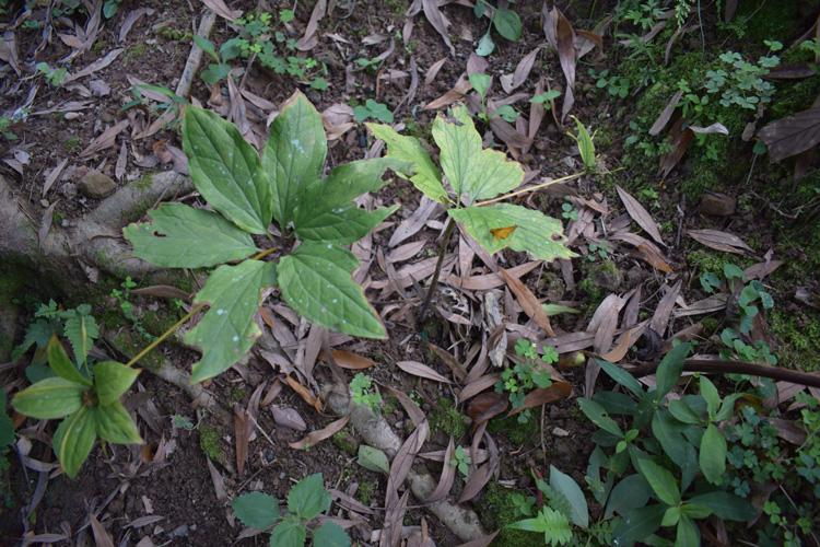 干品天然野生重楼七叶莲铁灯台七叶一枝花独角莲独脚莲草河车蚤休_7折