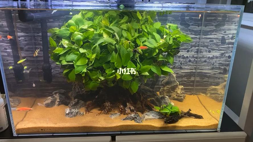 鱼缸里的黄金水榕_黄金水_鱼缸_家居家装_家居装饰