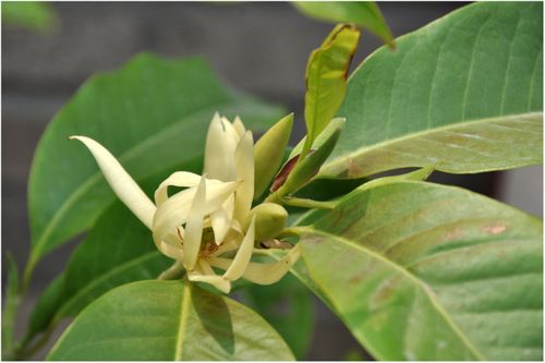 23,庭院中种着两棵缅桂花,散发着淡淡的清香,我们的友谊就像这缅桂花