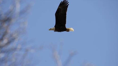 a bald eagle flies over its nest in middle river, md., in 2009.