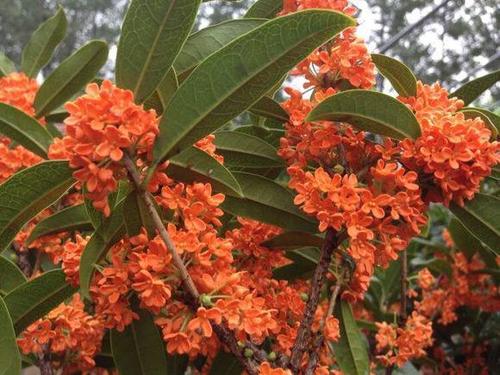 桂花生长有"四怕",克服了,香飘十里