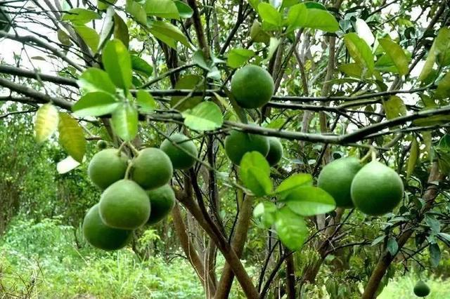 化橘红为芸香科植物化州柚或柚的未成熟或近成熟的干燥外层果皮.