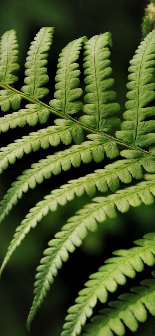 手机壁纸,绿色,护眼,全屏