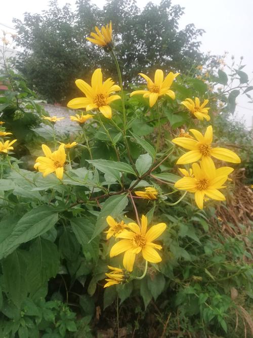 菊芋花