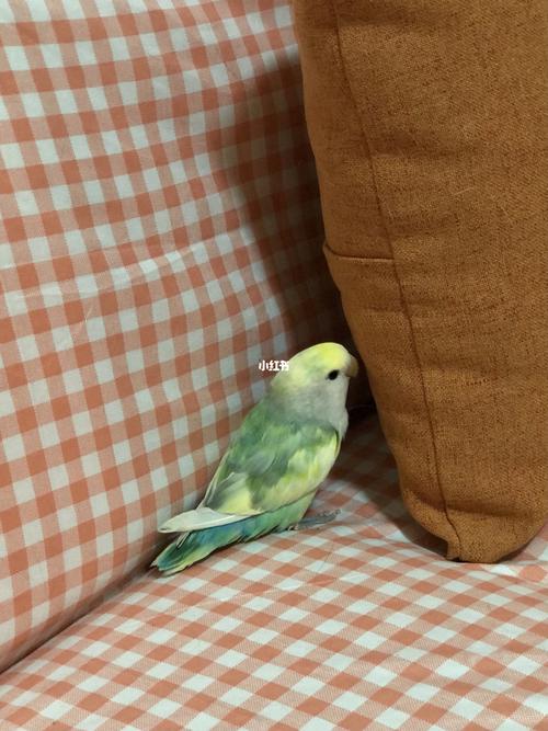 花桃—乱七八糟的颜色_鹦鹉_手养牡丹鹦鹉_宠物_宠物