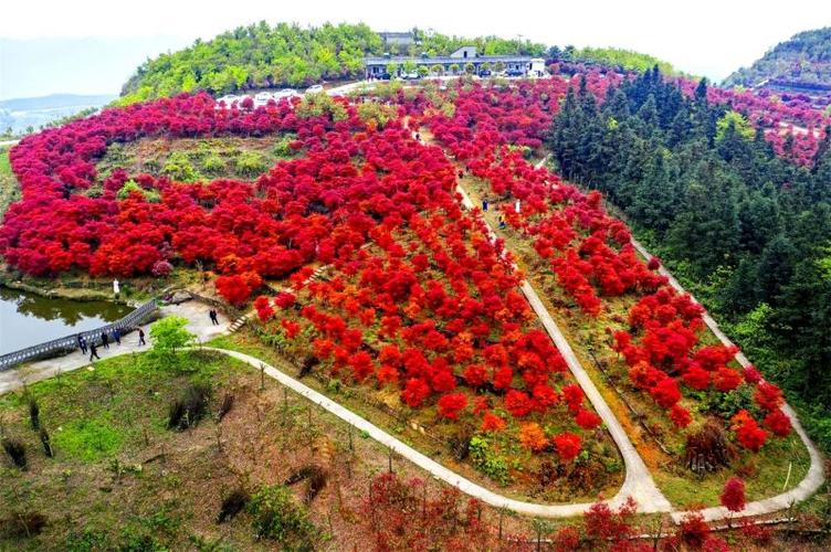 重庆巴南:春风拂过松木嘴,漫山红枫似彩霞