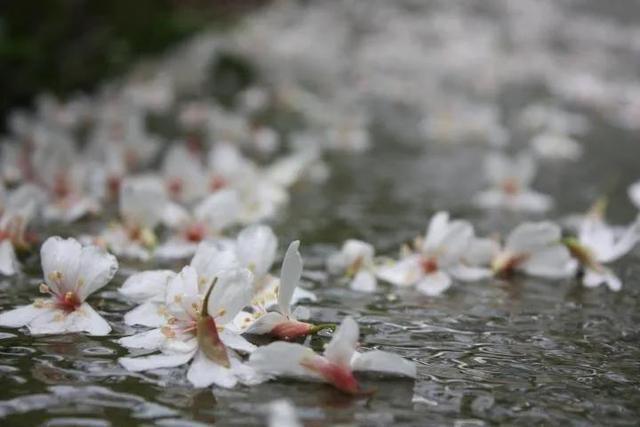 微风滴雨落花飞