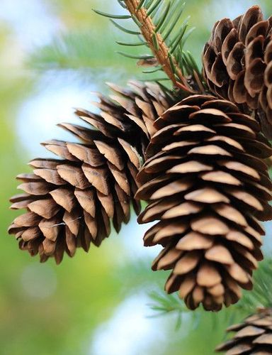 超市卖的松子,源自这3种松树的果实!