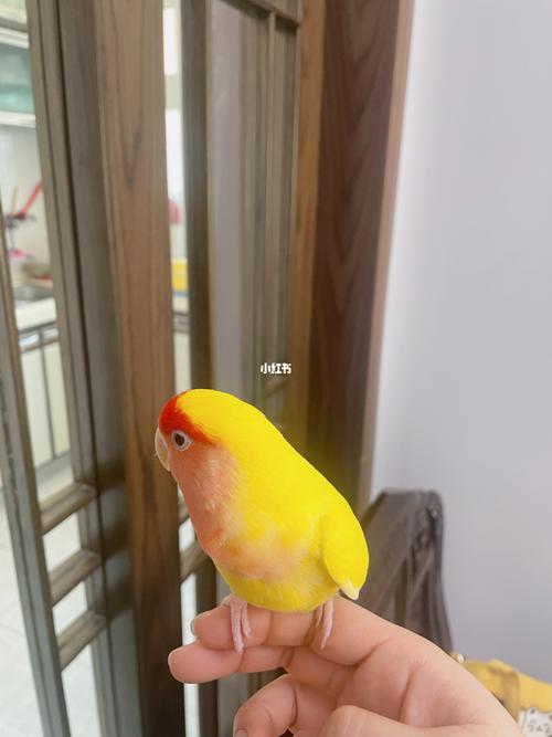 新入手的黄桃鹦鹉一枚_黄桃_宠物_宠物其他