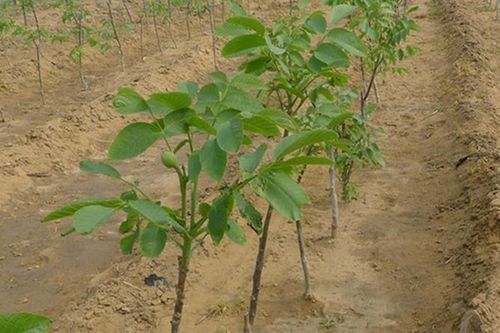 盆栽核桃树改良土壤核桃树苗核桃苗