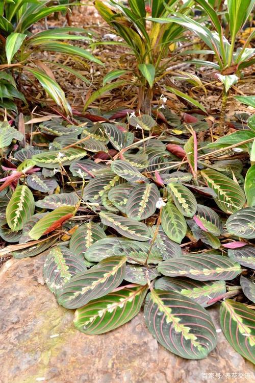 很适合茎插繁殖的叶蝉竹芋,养成室内吊盆,比其他竹芋好看多了