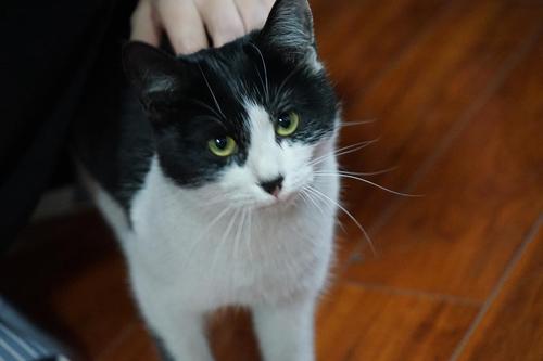 三只小野猫找到了回家的路