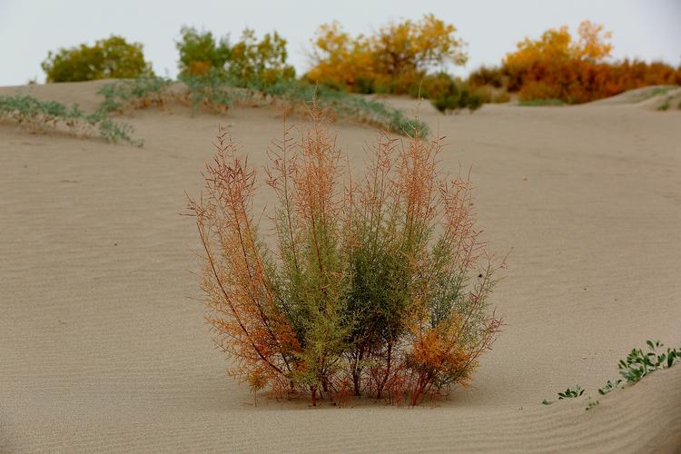 十月金秋一路向西——沙漠植物