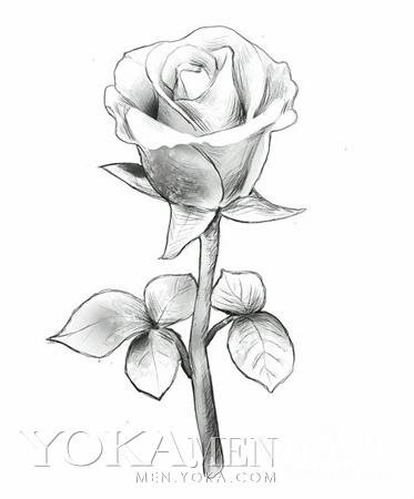 求素描玫瑰花的图片,急需!