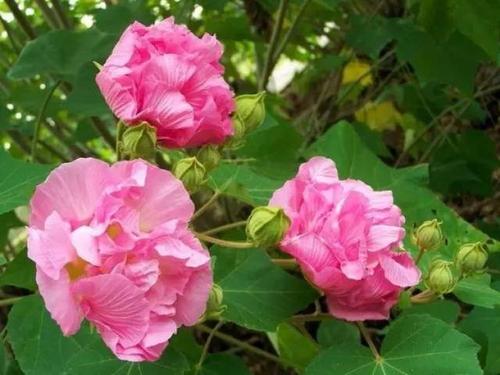 芙蓉花什么时候开,芙蓉花在哪个季节开放