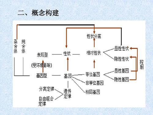 遗传因子的发现-----复习答案ppt