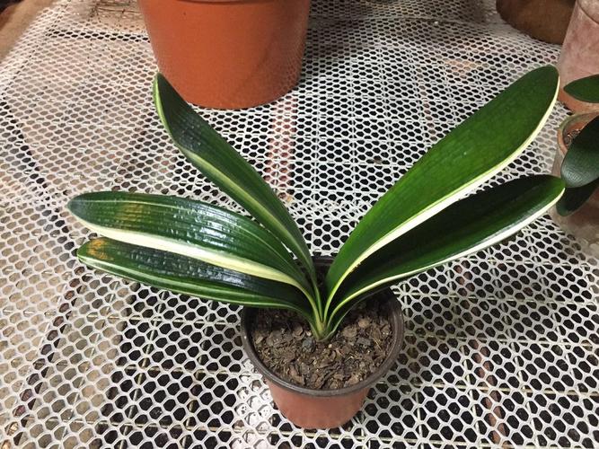 瓷白墨绿君子兰彩兰盆栽油匠麻脸彩色君子兰花卉小苗短叶精品包邮