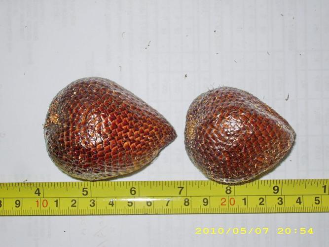 沙拉卡椰子 (别名: 蛇皮果 ) salaksalak,buak salak,snakefruit