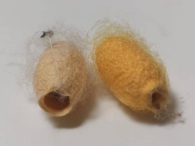 蚕宝宝的生长过程图片(蚕宝宝的一生)