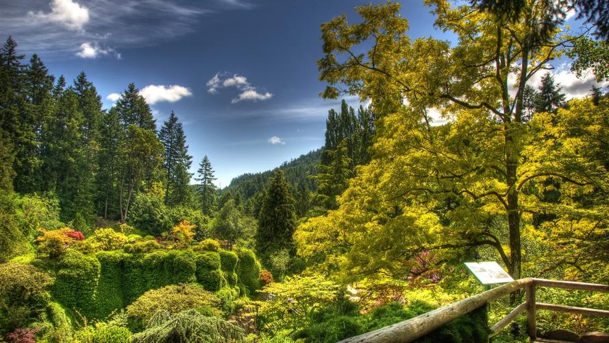 首页 自然与风景 森林和树木