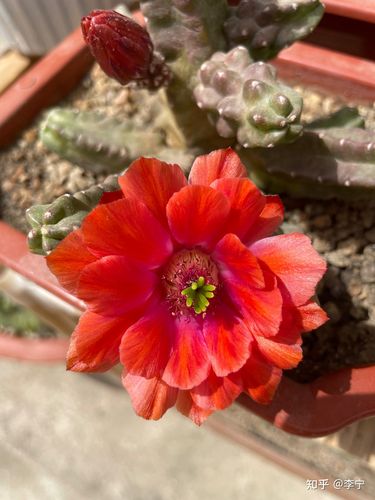 仙人掌桃太郎开花太美了