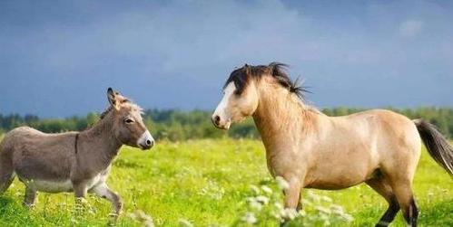 马,驴,骡子之间到底是什么关系?谁生了谁?