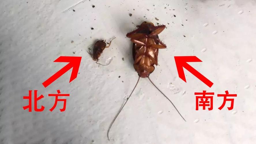 北方人去南方上大学之后.看完我竟然也想去