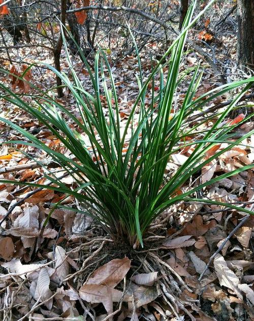 本是山上"杂草",被炒作得比"金子"还贵,有钱人最喜欢养