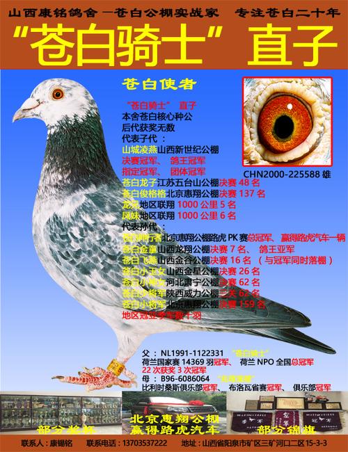 "苍白骑士"直子苍白使者_山西康铭鸽舍_ ag188.com爱