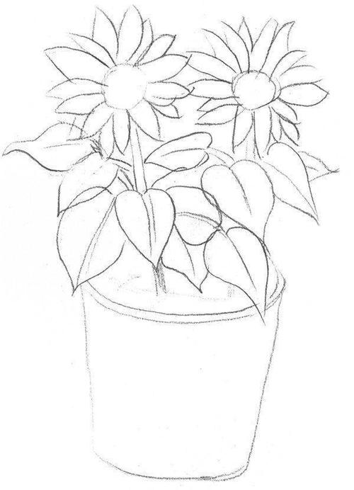 二,继续画出太阳花瓣和花盆的内轮廓,增加花和叶子的外形勾勒.