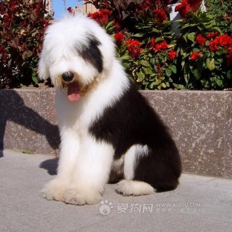 全名: 英国古代牧羊犬 简称: 古牧/古代英国牧羊犬 英文名: old