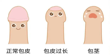 阴茎的包皮覆盖于全部阴茎头和尿道口,但能上翻显露阴茎头及尿道口.