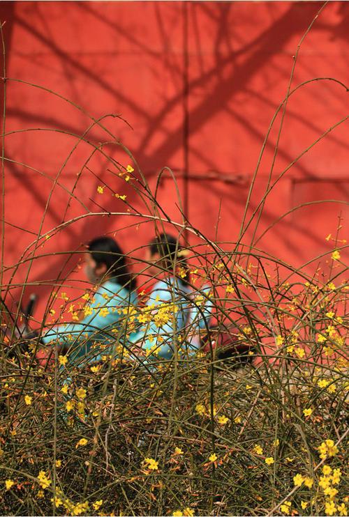 天气升温郑州梅花迎春花竞相绽放