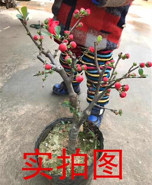海棠花盆栽盆景树桩日本长寿冠海棠花树苗耐寒植物四
