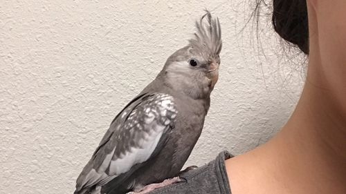 今年六月底,家里添了一个新成员,白脸玄凤鹦鹉,起名为小芝麻～鹦鹉是