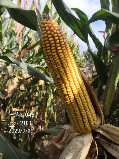 完美的先玉048棒子