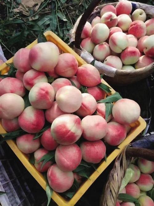 鲜桃上市季我市各部门多措并举找销路白凤桃上架跟晚报go