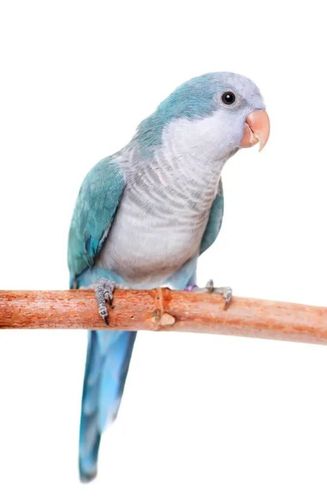 谁是性价比之王?入门级中型鹦鹉1000元左右和尚 吸蜜鹦鹉大比拼