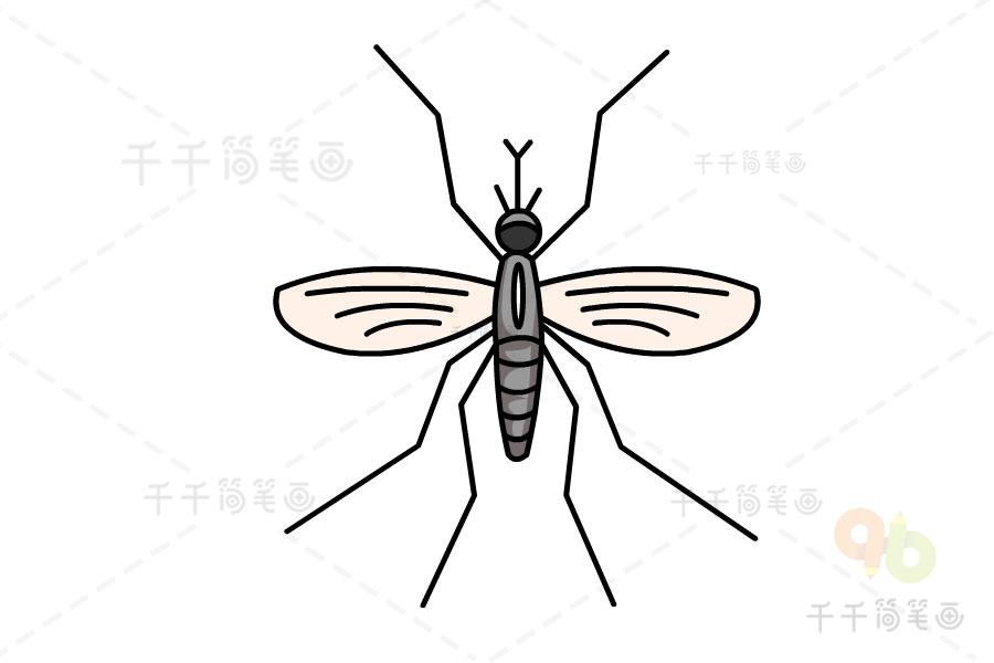 蚊子简笔画画法
