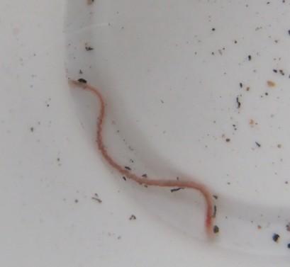 在洗手间中发现这种细细长长的红色虫子,是红线虫吗?