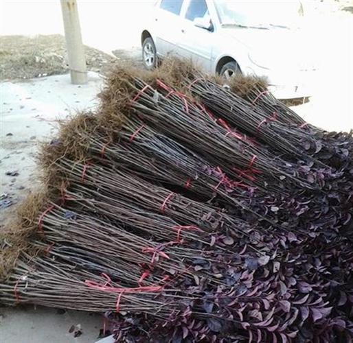 基地批发绿化苗木 红叶李树苗 紫叶李小苗x绿化苗木 规格.