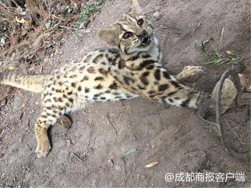 豹猫在禁猎区被夹瘸腿 是谁在林中设捕兽夹?