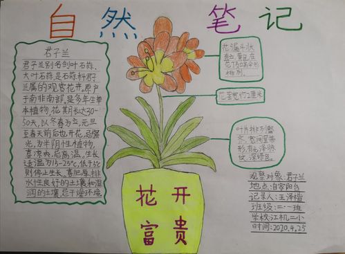 观察君子兰完成自然笔记